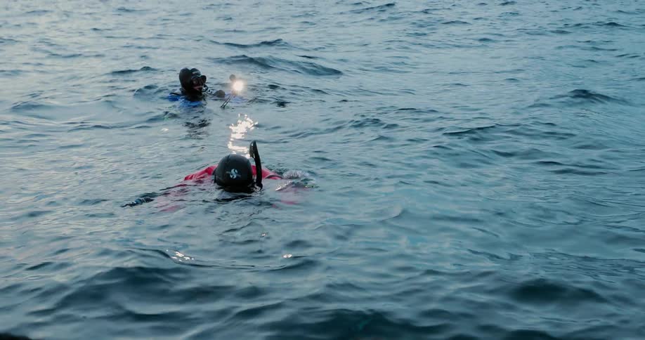 Two divers swim in the water