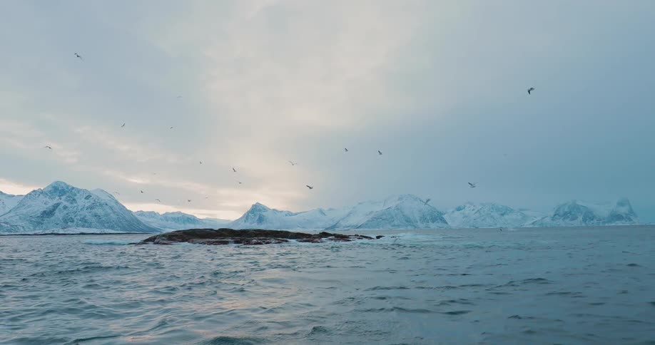 Seagulls are flying over the ocean on a cloudy winter day