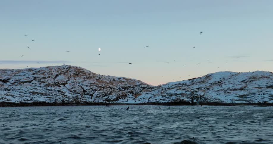 Birds flying over some cold waters and hills on a clear day as killer whales swim near the surface