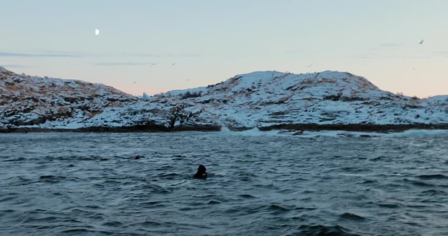 Several people swim on the ocean surface with birds flying overhead