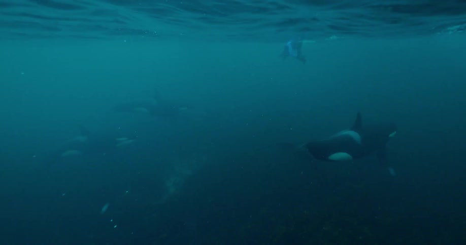 Whales swim just below the surface as divers watch