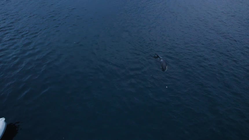 A killer whale swims in the ocean