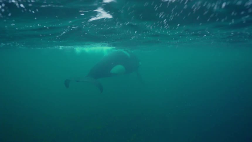 Whales swim under the water