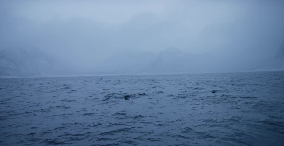 Whales swim at the surface of the ocean on a cloudy day