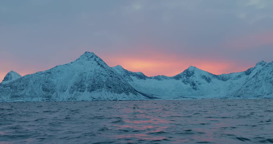 Killers whales are breaching and diving as they swim in the ocean at dusk
