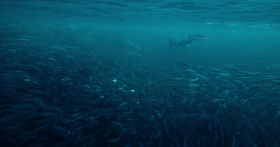 A diver swims near a school of fish in the ocean