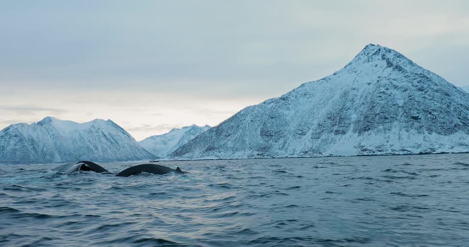 Whales swim off a snowy coast at sunset