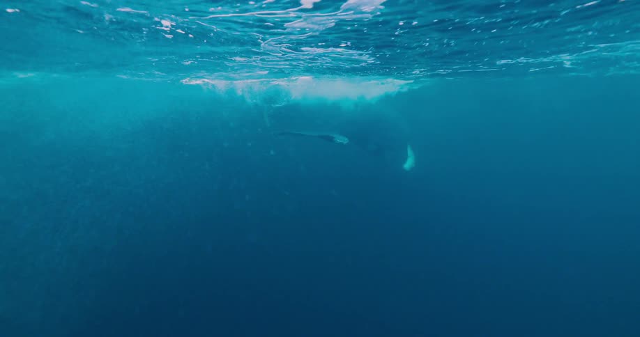 Whales swim in the ocean