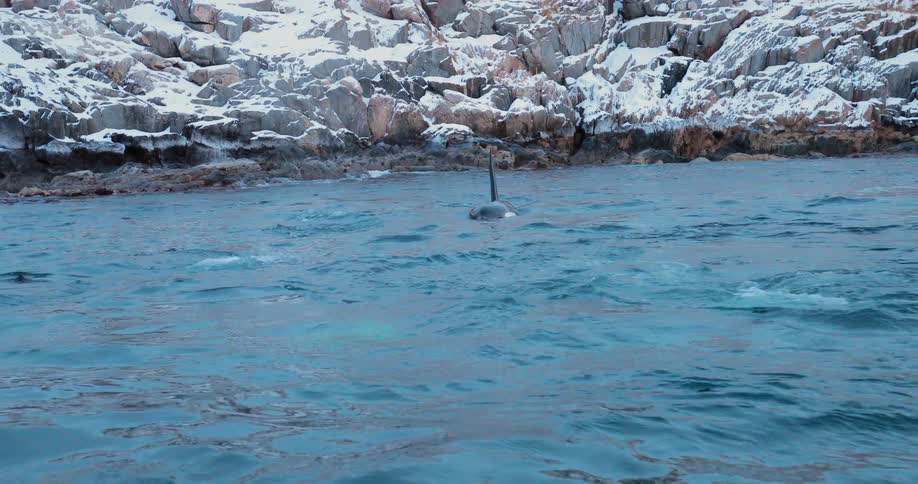 Whales swim at the surface by the rocky shore
