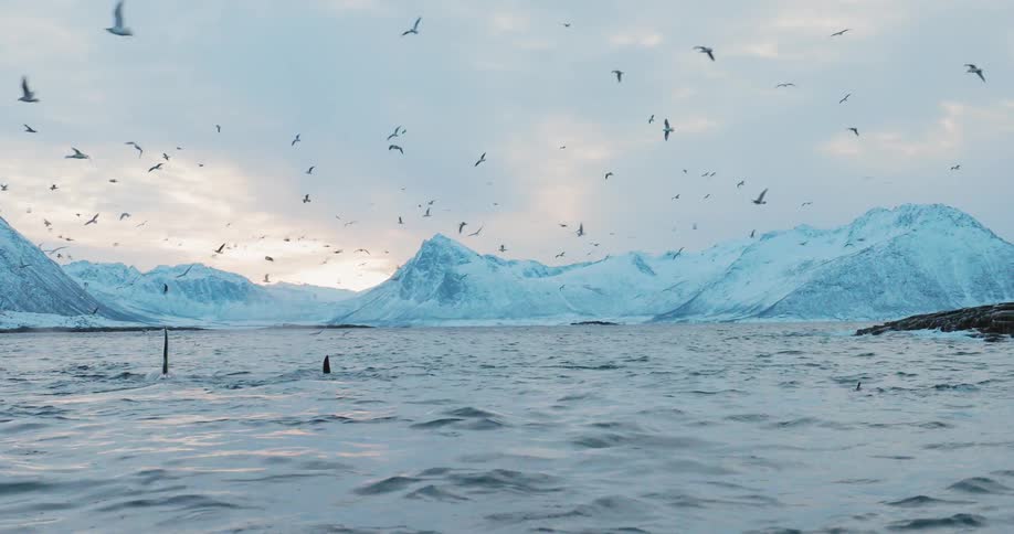 Birds fly above circling whales in choppy waters