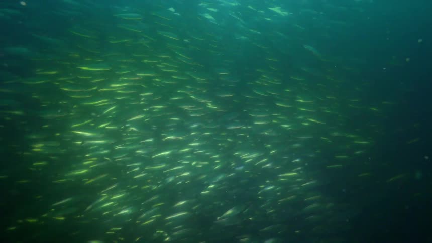 A school of fish swims in the ocean