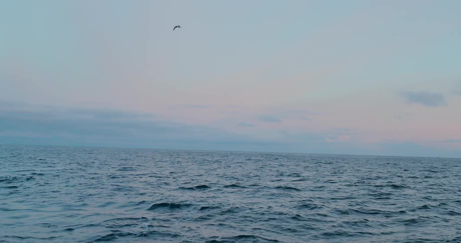 Birds fly above the choppy waters