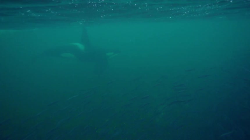 Whales and a school of fish swimming in the ocean