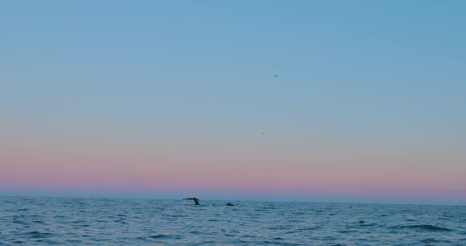 Whales swim at the surface of the ocean at sunset