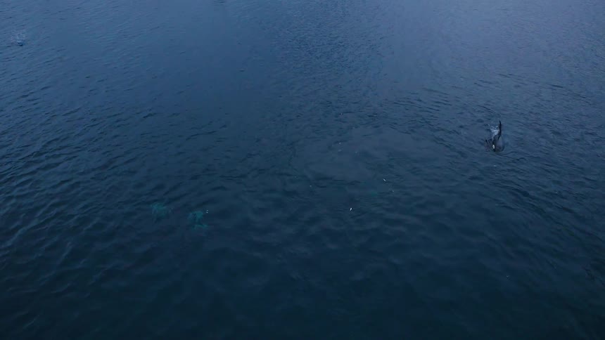 A whale swims in the ocean