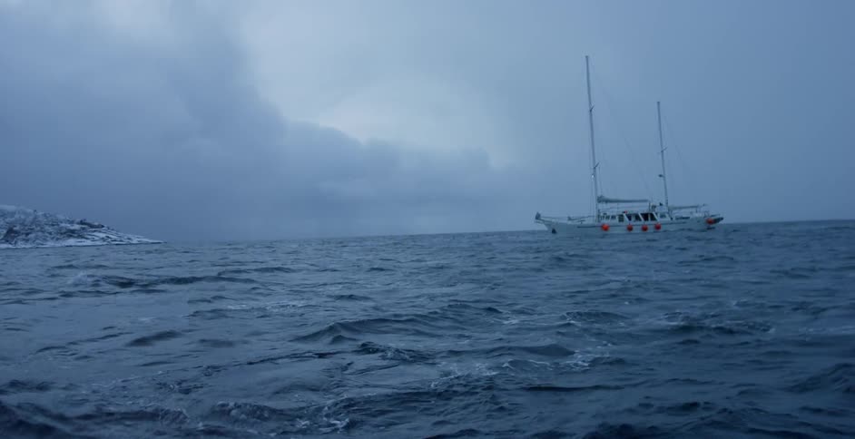 Whales swim near a ship on the ocean