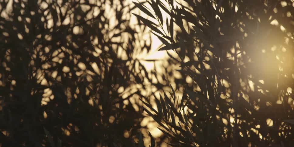 A person is looking through the weeds
