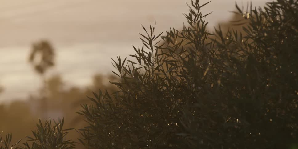 Leaves on a bush in a forest move slightly with a breeze