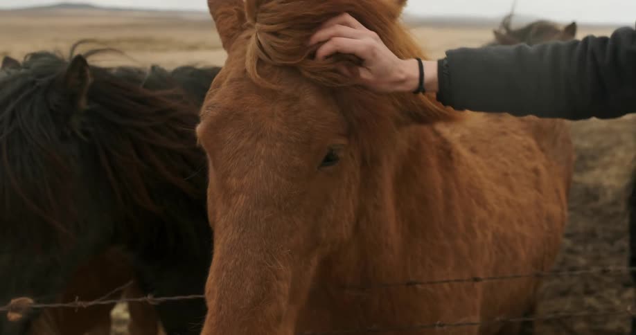 A person is petting a horse on a windy day