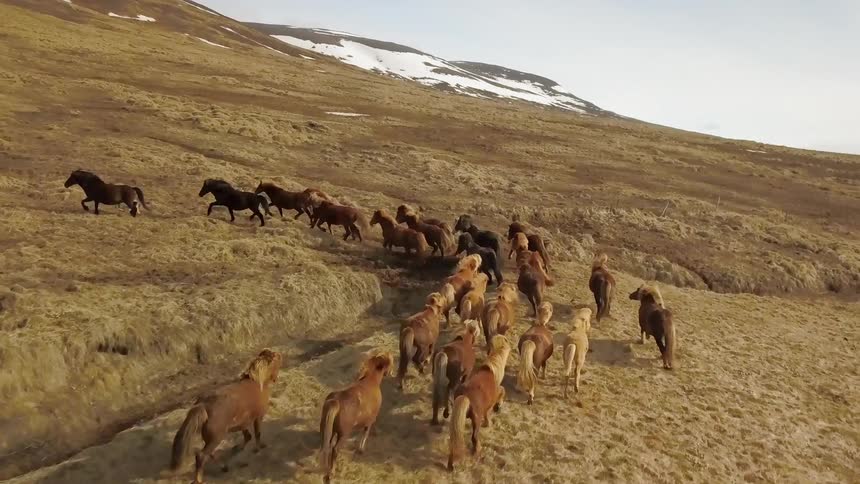 Wild horses gallop up the hillside