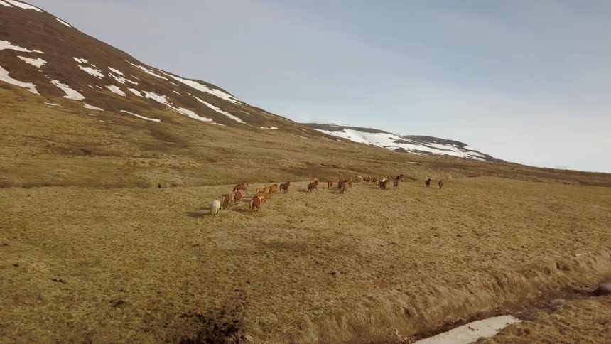 Wild horses gallop up the hillside