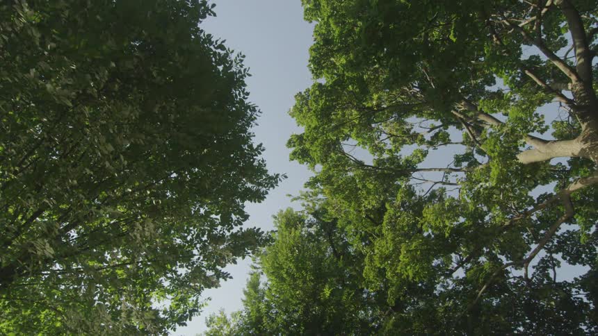 View of the top of trees in a sunny sky