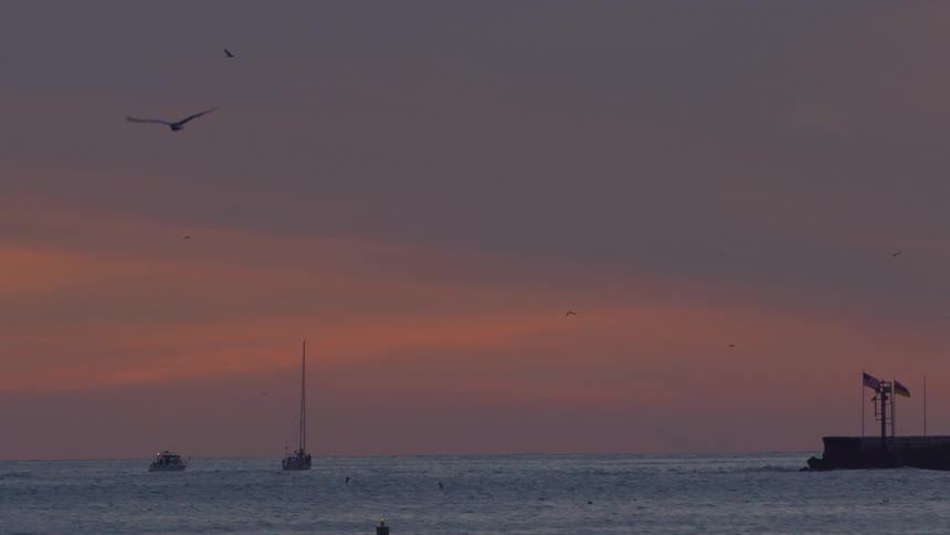 Birds fly across an evening sky
