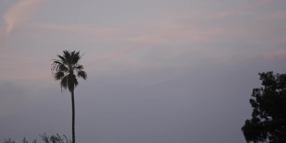 Palm tree on an overcast day