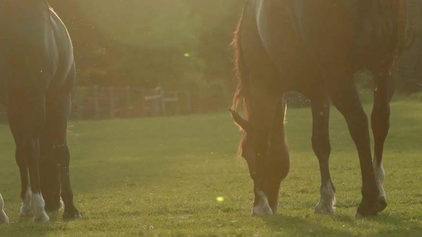 Horses graze in a grassy field at sunset