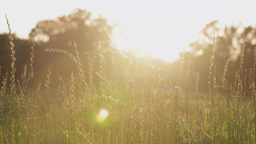 Sunlight shines on tall grass in a field