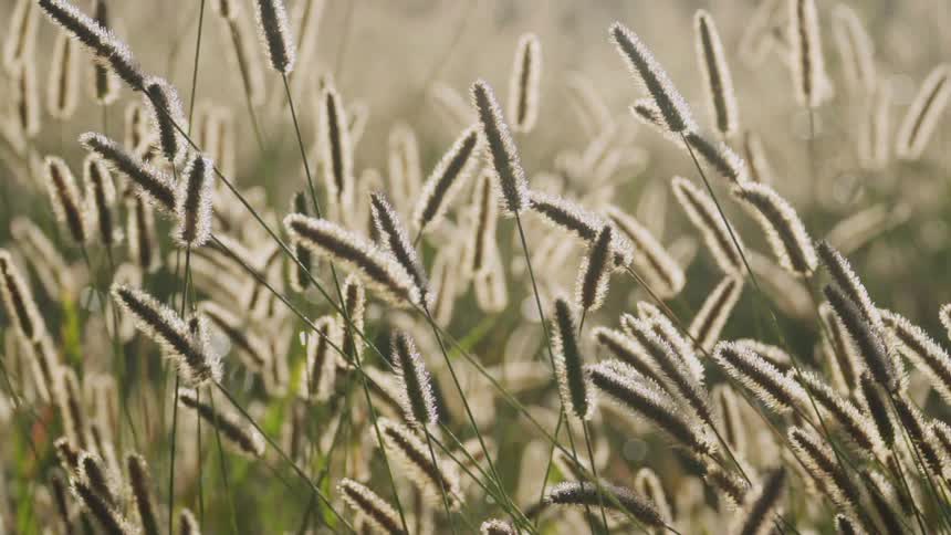 Tall stalks growing in a field