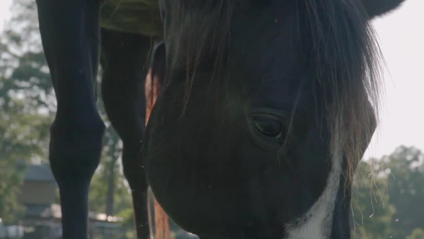 A horse grazes in a pasture