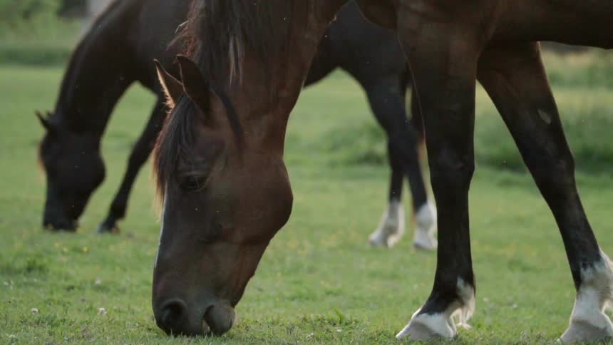 Horses graze in the field