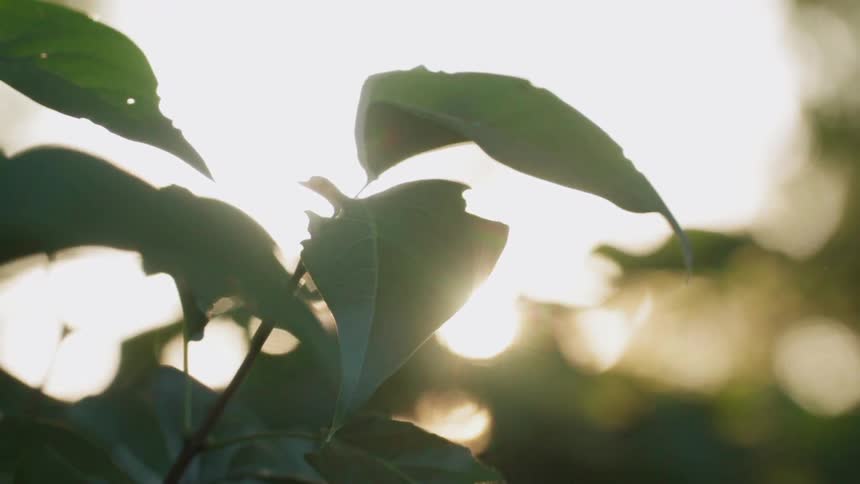 The sun shines on a green plant