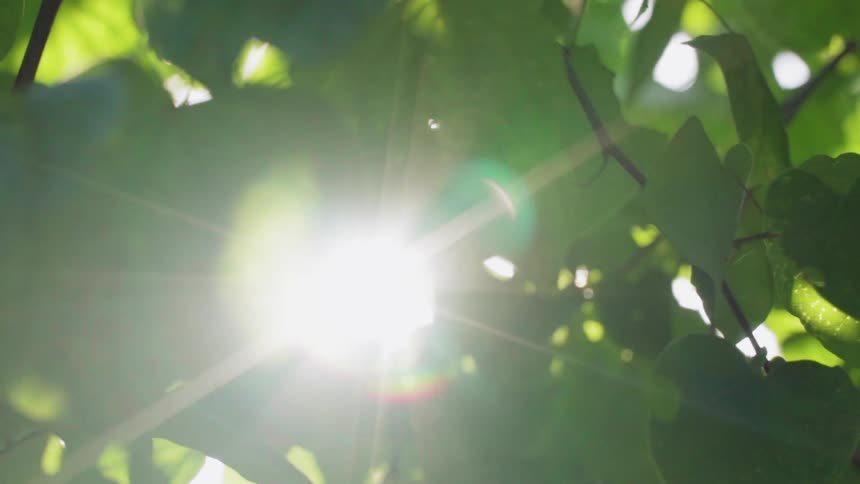 The sunlight filters through leaves on a tree