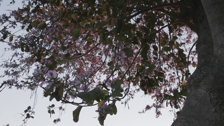 Blossoms grow on a tree branch