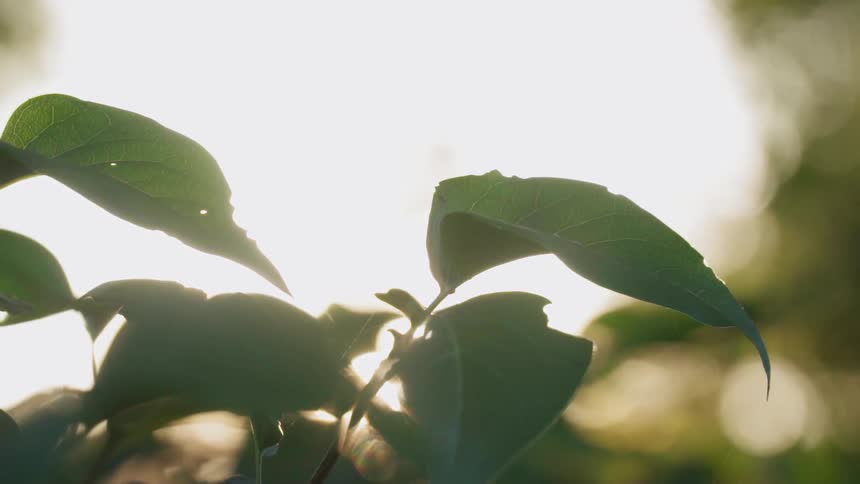 The sun shines brightly on a green plant
