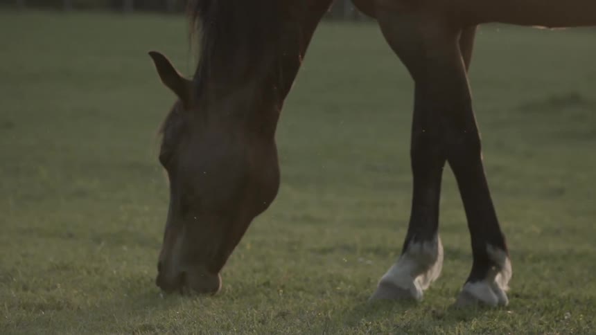 A horse eats grass in a field