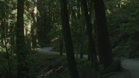 A white person rides a bike on a road through a thick forest