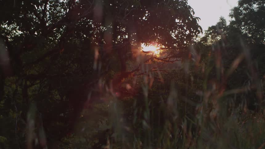 The sun goes down and shines through the trees as weeds in the wind