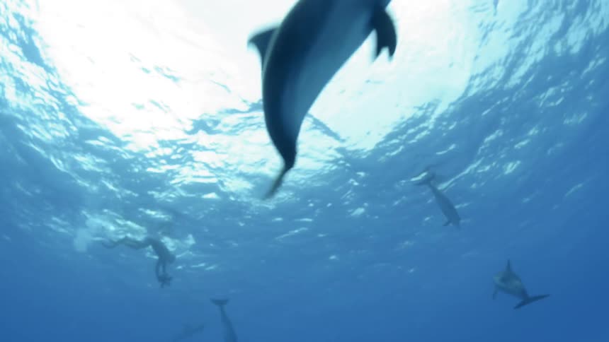 Dolphins swimming rapidly around in the blue waters