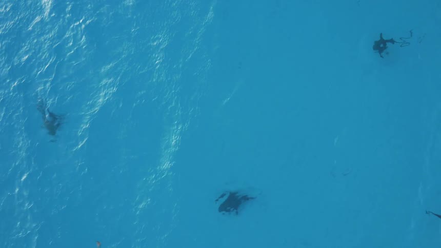 Sharks are swimming beneath the surface of the ocean during the day