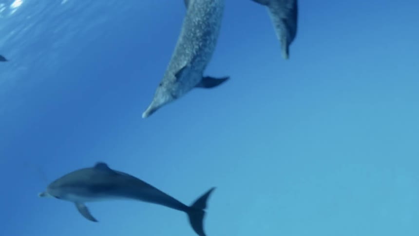 Dolphins are swimming and playing in the ocean during the day