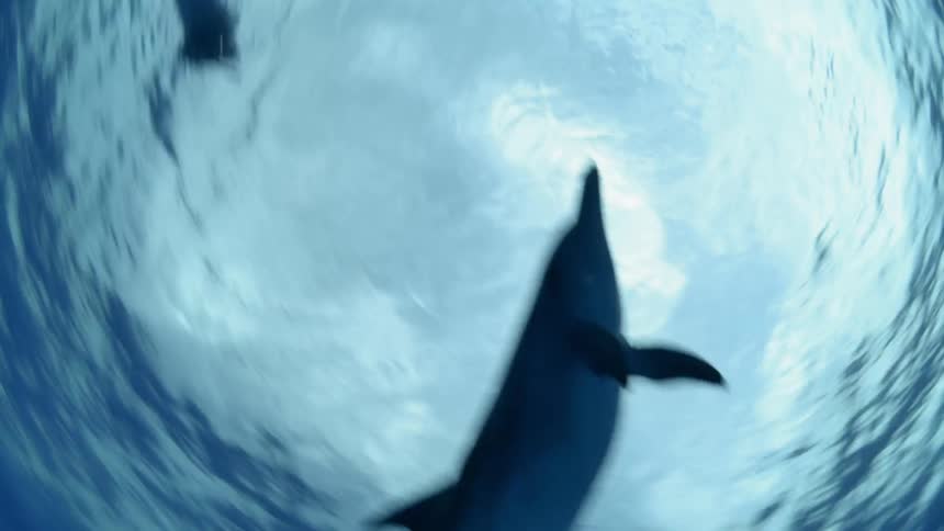 Dolphins and a person swimming underwater in circles