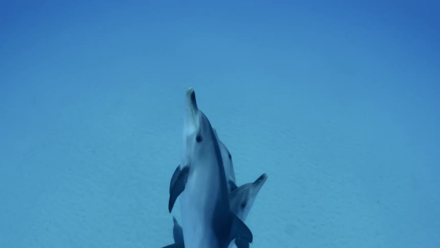 Dolphins are swimming in the ocean underwater during the day
