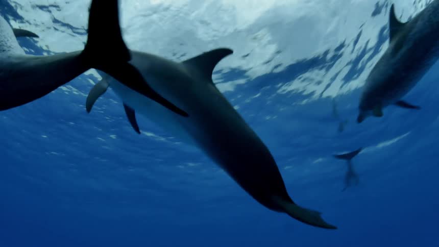 Dolphins are swimming and playing in the ocean during the day