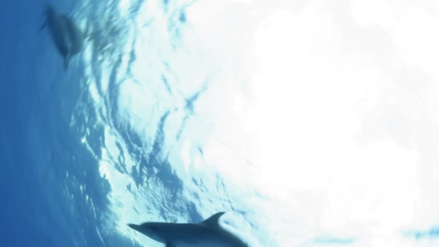 Dolphins are swimming and playing in the ocean during the day