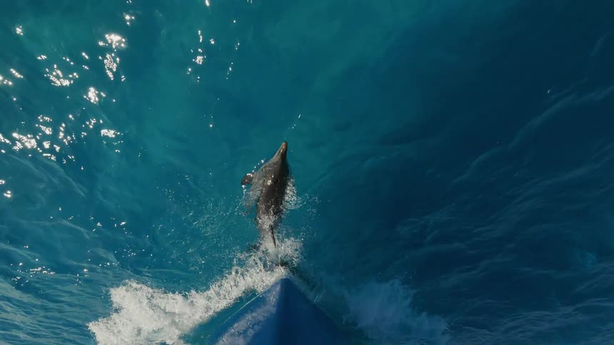 A ship sails through the water with a dolphin swimming right below it