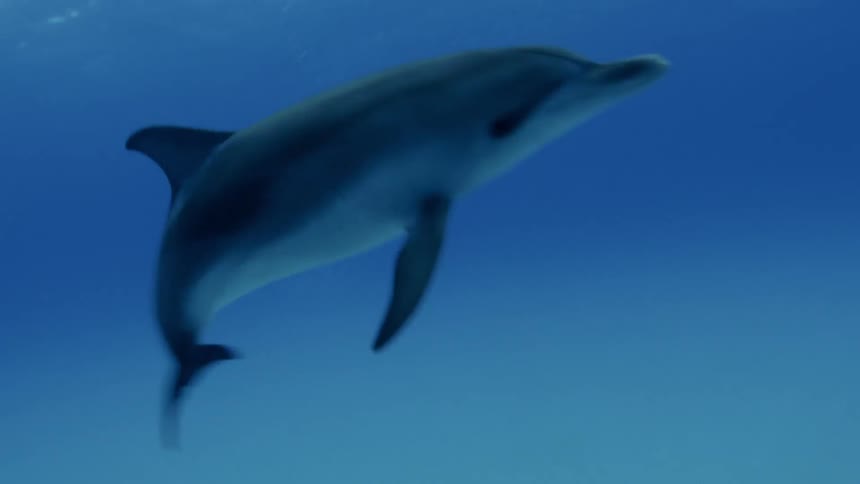 A dolphin is swimming underwater in daylight