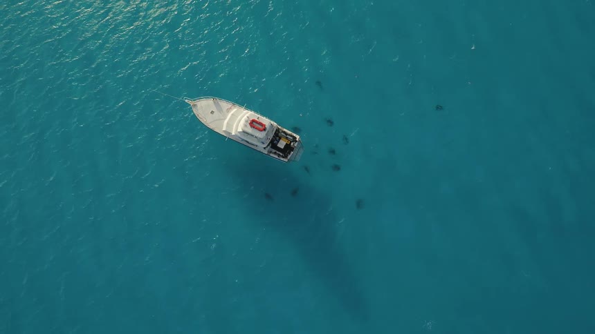 Sharks swim around the back of a boat